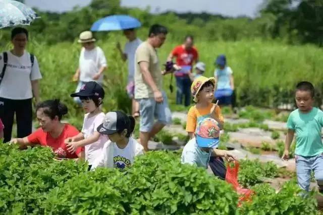桃园采摘让你“桃”醉其中